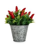Candlelight Chillies in Tin 15cm  