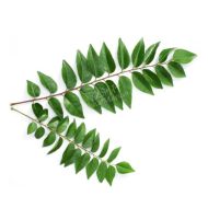FRESH Curry Leaves 