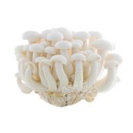 FRESH White Mushrooms (Shimeji) 150g 新鮮白玉菇