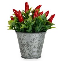 Candlelight Chillies in Tin 15cm  