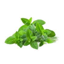 Fresh Mint Leaves