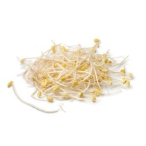  Fresh Beansprout (Bag) 4kg 芽菜