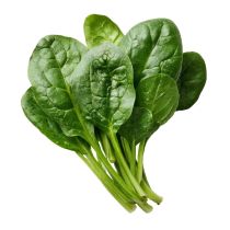 Fresh Spinach 4kg 新鮮菠菜